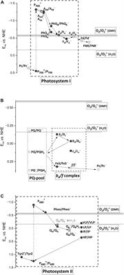 Minimizing an Electron Flow to Molecular Oxygen in Photosynthetic Electron Transfer Chain: An Evolutionary View